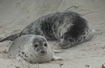 Niedlich, aber gefährlich: Robbenwurfsaison auf Helgoland