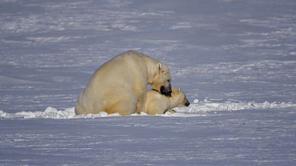 Svalbard und die Angst, von Reisenden überrannt zu werden Svalbard und die Angst, von Reisenden überrannt zu werden
