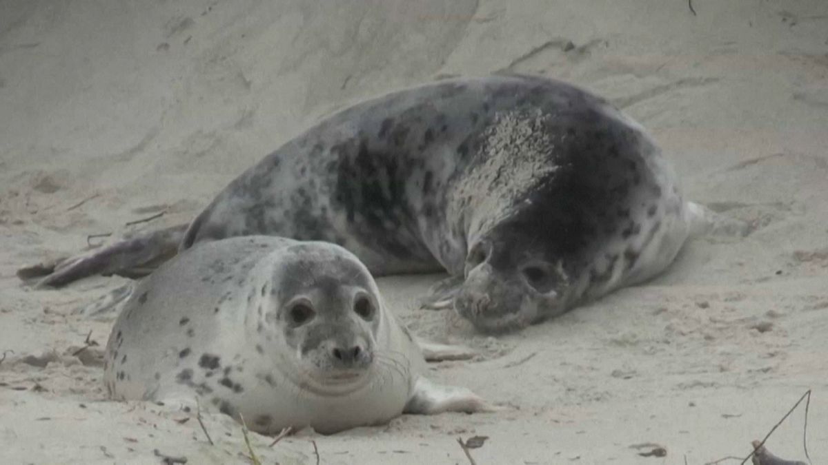 Helgoland, l'isola scelta dalla foche per crescere i loro cuccioli