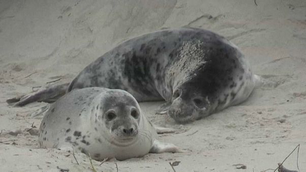 Helgoland, l'isola scelta dalla foche per crescere i loro cuccioli Helgoland, l'isola scelta dalla foche per crescere i loro cuccioli