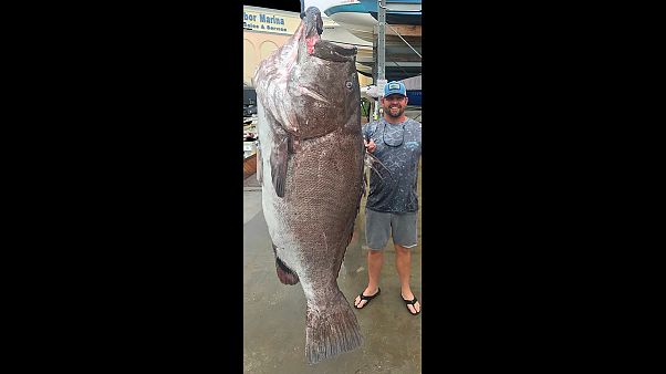 Größer als ein Mann und 158 Kilo schwer: Riesenfisch in Florida Größer als ein Mann und 158 Kilo schwer: Riesenfisch in Florida
