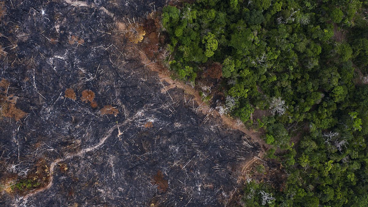 In this Nov. 23, 2019 photo, a burned area of the Amazon rainforest is seen in Prainha, Para state, Brazil.