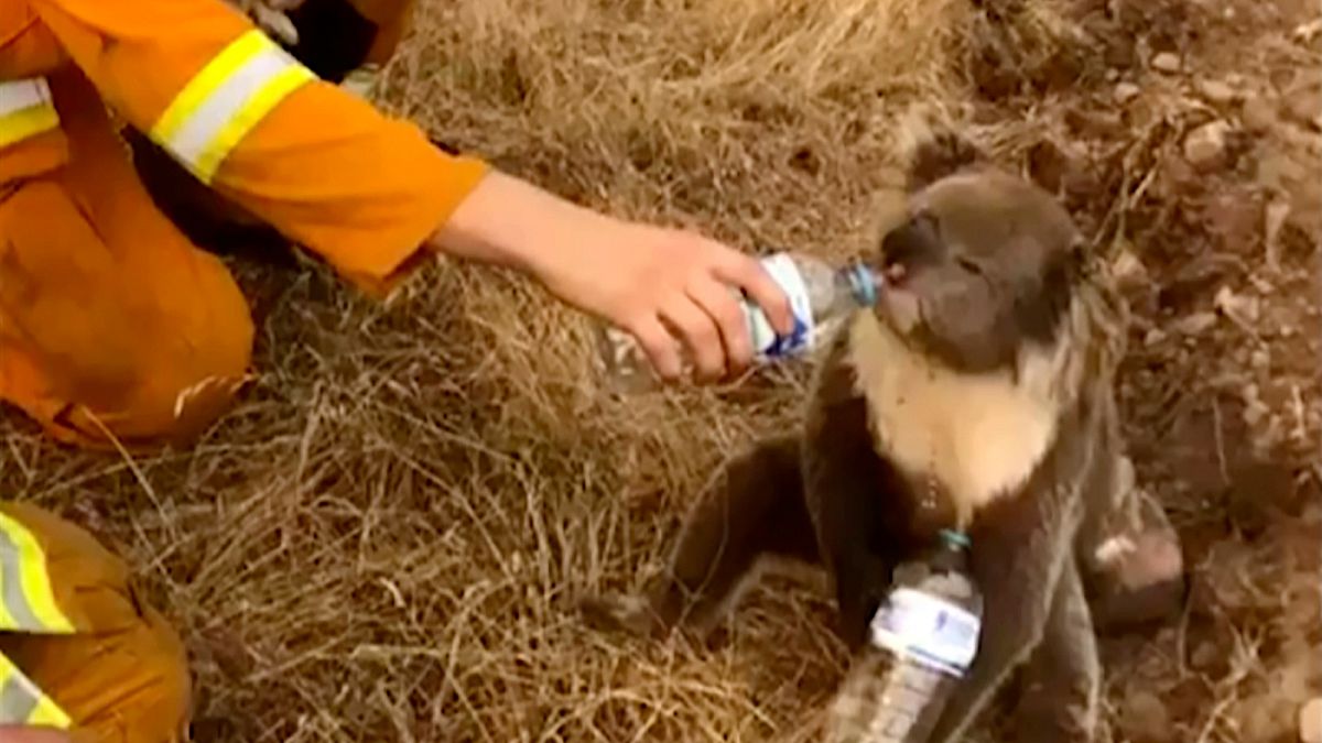 Avustralya'daki koalalar Yeni Zelanda'ya gönderilsin kampanyası