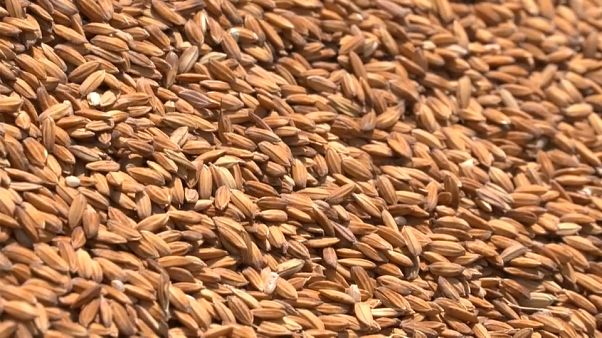 Riso amaro in Europa: il paradosso del cadmio Riso amaro in Europa: il paradosso del cadmio