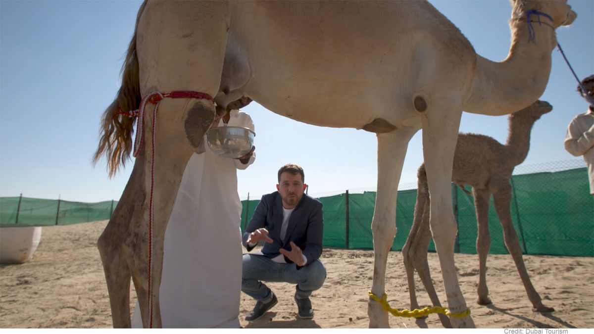Дубай: верблюжье молоко покоряет сладкоежек