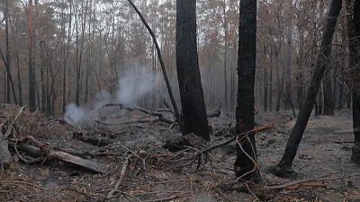Rain relieves wildfire-ravaged Australia