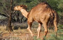 Yabani deve / Avustralya