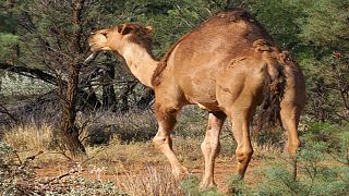 Yabani deve / Avustralya