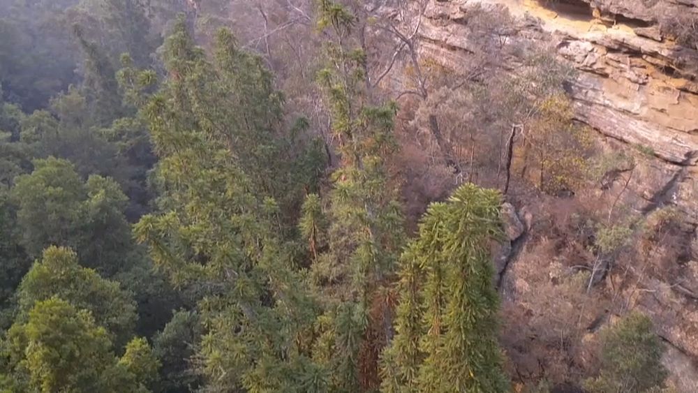 Australie : des arbres vieux de 200 millions d'années sauvés des flammes