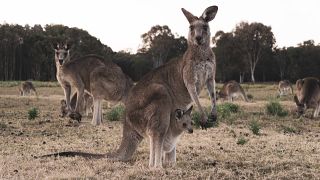 Kangaroo family