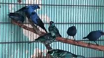 A madarak a limai állatkertbe kerültek
