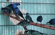 A madarak a limai állatkertbe kerültek