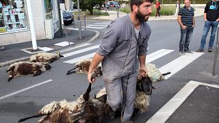 In this Sept.2, 2019 file photo, shepherd Romain Jaurigueberry brings dead sheep to sub-prefecture of Bayonne, southwestern France, to protests against the rising bear attacks