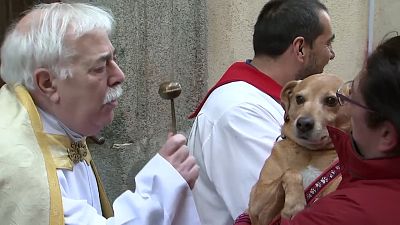Believers and Retrievers: pets taken to church for special blessings in Madrid