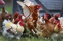 دجاج في مزرعة في فرانكفورت - ألمانيا