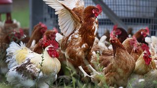 دجاج في مزرعة في فرانكفورت - ألمانيا