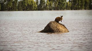 Las fuertes lluvias dan un respiro a Australia en su lucha contra el fuego