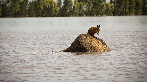 Las fuertes lluvias dan un respiro a Australia en su lucha contra el fuego Las fuertes lluvias dan un respiro a Australia en su lucha contra el fuego