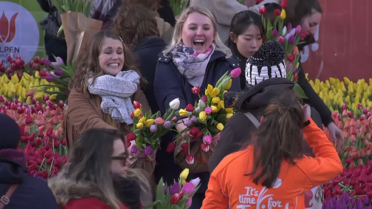 Amsterdam marks National Tulip Day with free flowers 