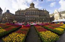 In pictures: Bright colours in Amsterdam in celebration of National Tulip Day