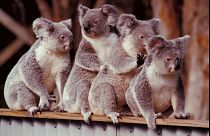 Австралия рассчитывает на туристов