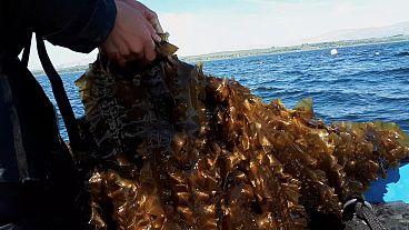 Could seaweed be the fuel of the future? 