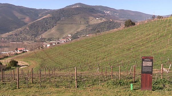 Produtor de vinhos cria “bibliotecas de castas” no Douro Produtor de vinhos cria “bibliotecas de castas” no Douro