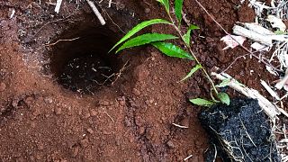 Ancient rainforests have been damaged by the raging wildfires. 