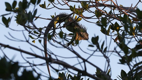 ABD Florida eyaletinde bir iguana ABD Florida eyaletinde bir iguana