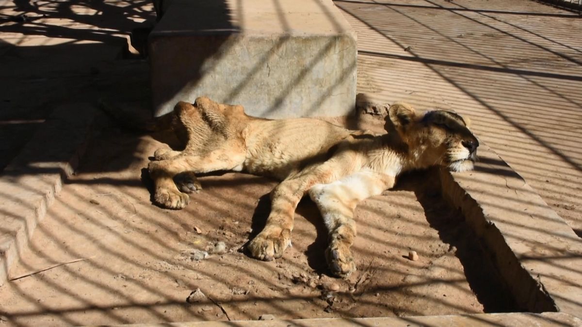 Sudan'ın başkenti Hartum'da hayvanat bahçesindeki aslanlar açlıktan bitkin düştü