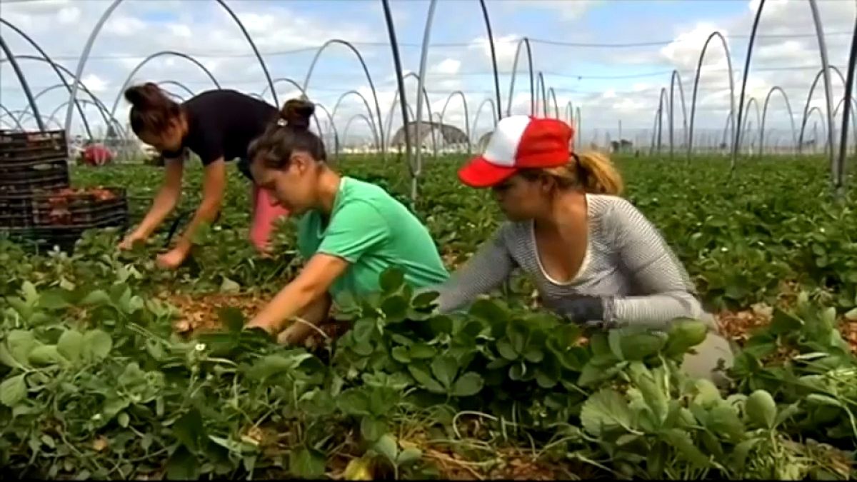 Miles de mujeres marroquíes llegan a España para la temporada de recolección de fresa