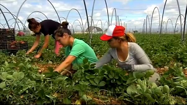 Miles de mujeres marroquíes llegan a España para la temporada de recolección de fresa Miles de mujeres marroquíes llegan a España para la temporada de recolección de fresa
