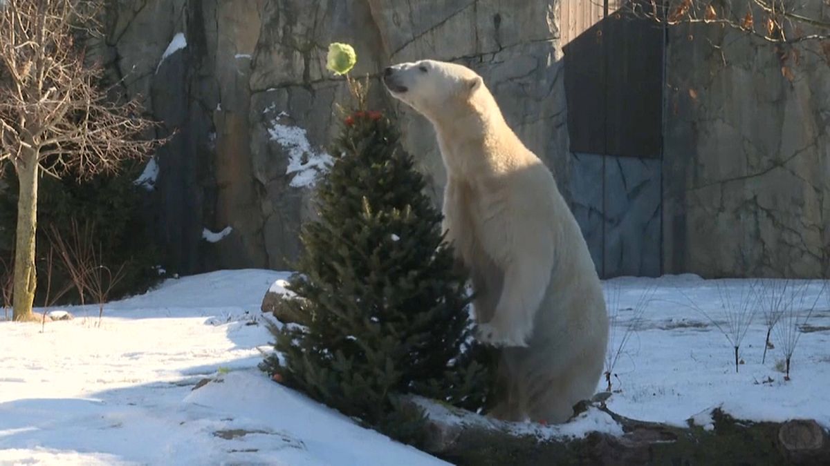 В США питомцы зоопарка играют с новогодними елками