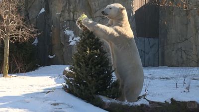 Zoo uses redundant Christmas trees to give animals a treat
