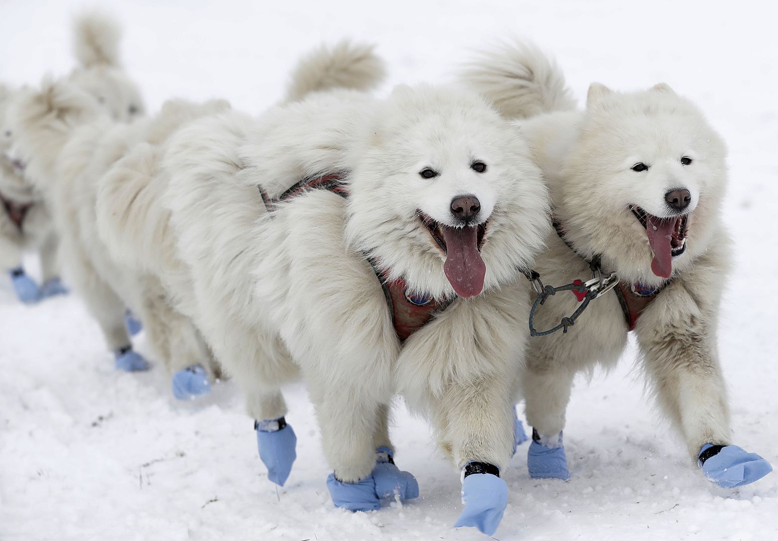 Dogs compete during the traditional Sedivackuv Long dog sled race near the village of Destne v Orlickych Horach, Czech Republic, Thursday, 23 January 2020.