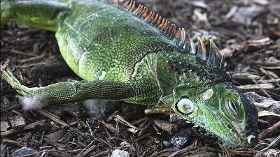A stunned iguana lies in the grass at Cherry Creek Park in Oakland Park, Wednesday, Jan 22, 2020 SOUTH FLORIDA 