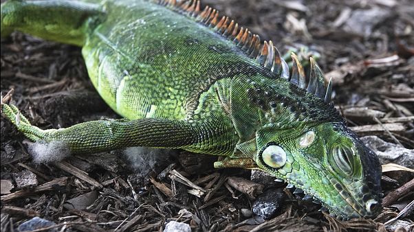 A stunned iguana lies in the grass at Cherry Creek Park in Oakland Park, Wednesday, Jan 22, 2020 SOUTH FLORIDA A stunned iguana lies in the grass at Cherry Creek Park in Oakland Park, Wednesday, Jan 22, 2020 SOUTH FLORIDA