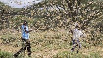 Riesige Heuschreckenplage sucht Ostafrika heim: Droht Hungersnot?