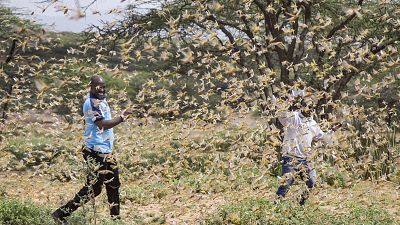 Locust swarms threaten East Africa's food security