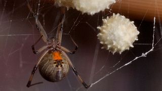 Avustralya'da yangın, toz fırtınası ve sel felaketinin ardından 'ölümcül örümcek' tehdidi