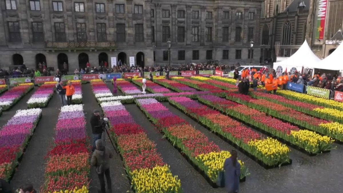 گلچین ویدئوهای هفته؛ از تزئین میدان با گل لاله تا هجوم ملخ‌ها 