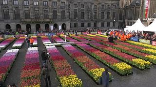 گلچین ویدئوهای هفته؛ از تزئین میدان با گل لاله تا هجوم ملخ‌ها 
