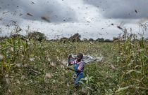 Invasion de criquets en Afrique de l'Est, la sécurité alimentaire menacée
