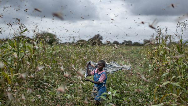 Doğu Afrika: BM'den çekirge istilasına karşı yardım çağrısı Doğu Afrika: BM'den çekirge istilasına karşı yardım çağrısı