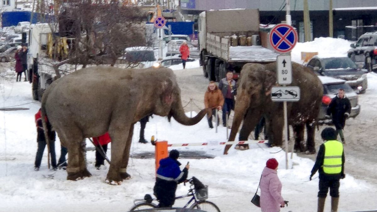 Varios elefantes se escapan de un circo italiano ambulante en Ekaterimburgo.