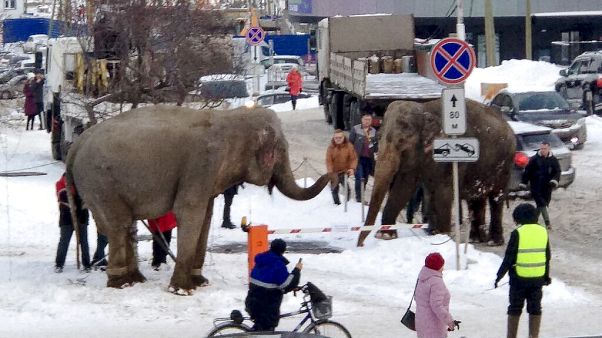 Varios elefantes se escapan de un circo italiano ambulante en Ekaterimburgo. Varios elefantes se escapan de un circo italiano ambulante en Ekaterimburgo.