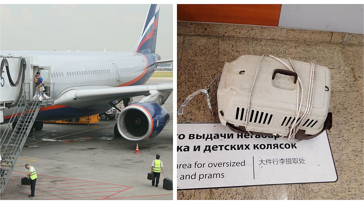 Две кошки пассажира "Аэрофлота" погибли при транспортировке в Шереметьеве