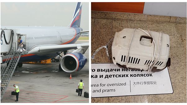 Две кошки пассажира "Аэрофлота" погибли при транспортировке в Шереметьеве Две кошки пассажира "Аэрофлота" погибли при транспортировке в Шереметьеве