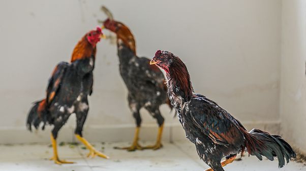 Dövüşlerde kullanılan horozlar (Arşiv) Dövüşlerde kullanılan horozlar (Arşiv)