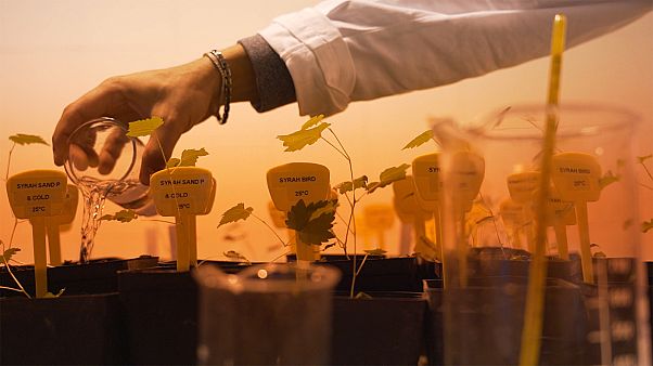 Ученые ЕС пустят виноградный жмых в дело Ученые ЕС пустят виноградный жмых в дело